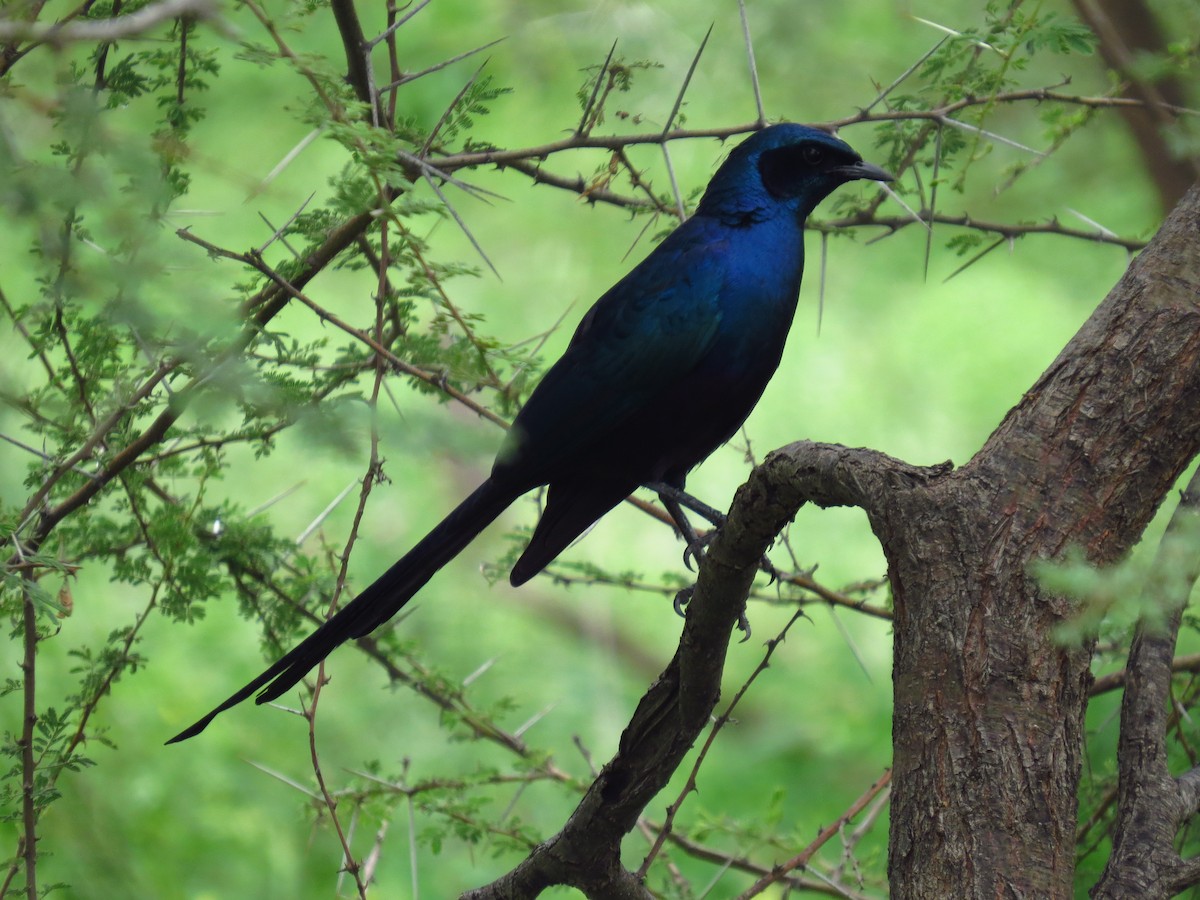 Meves's Starling - ML640161697