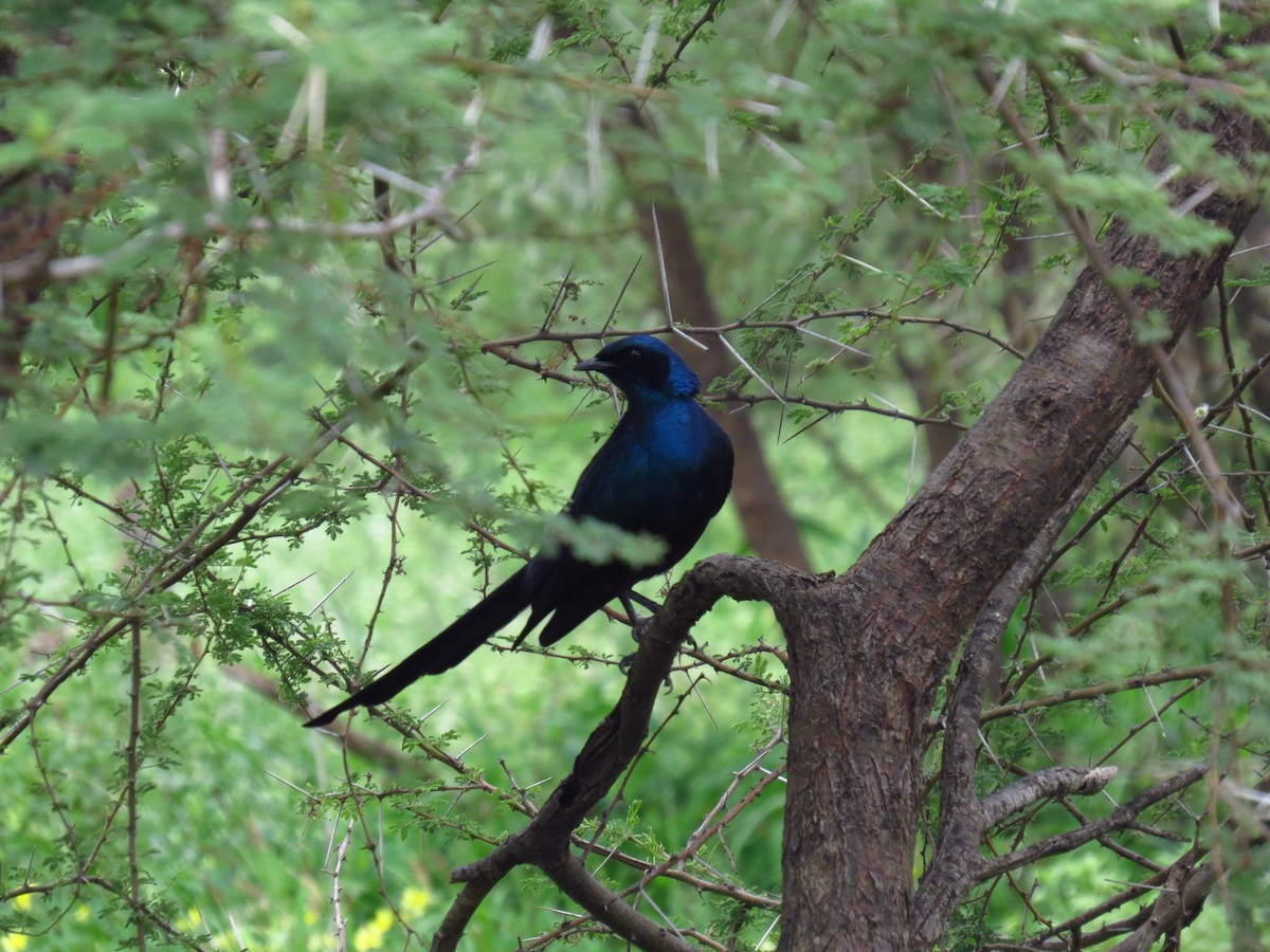 Meves's Starling - ML640161698
