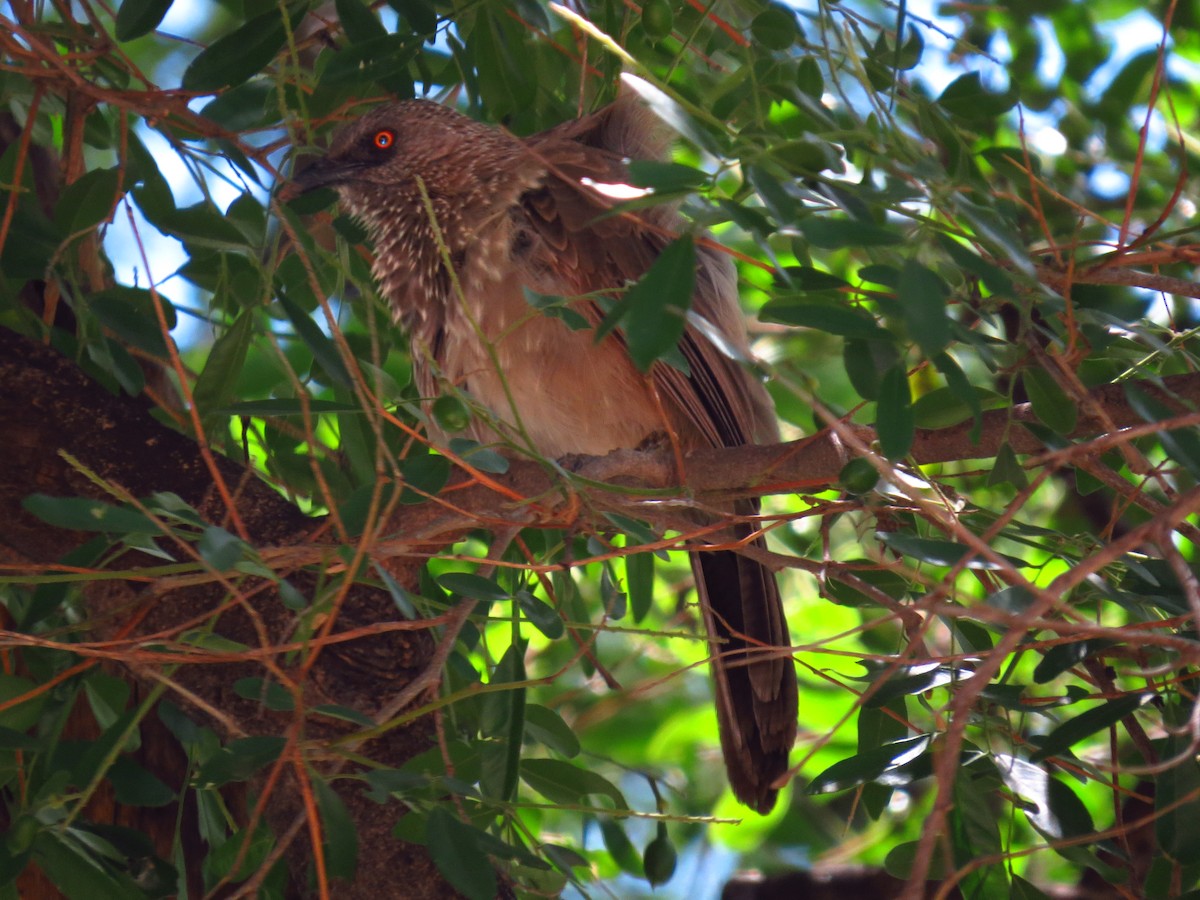 Arrow-marked Babbler - ML640161747