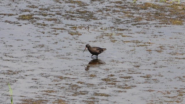 Spotted Redshank - ML640161756