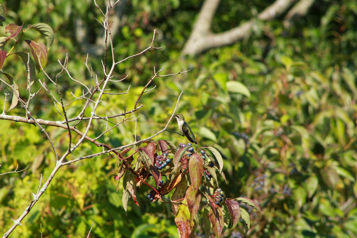 Ruby-throated Hummingbird - ML640161760