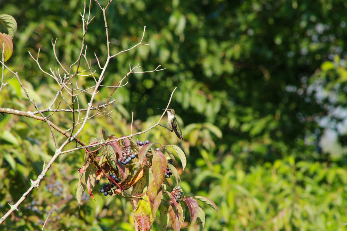 Ruby-throated Hummingbird - ML640161761