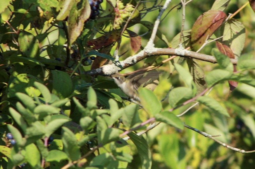 Ruby-throated Hummingbird - ML640161763
