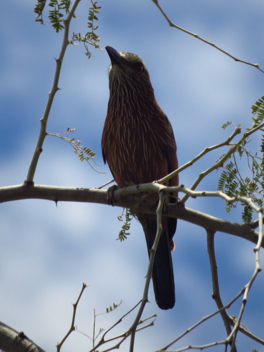 Purple Roller - ML640161764