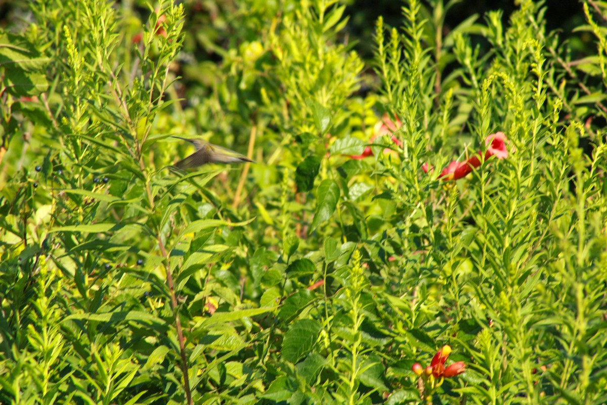 Ruby-throated Hummingbird - ML640161765