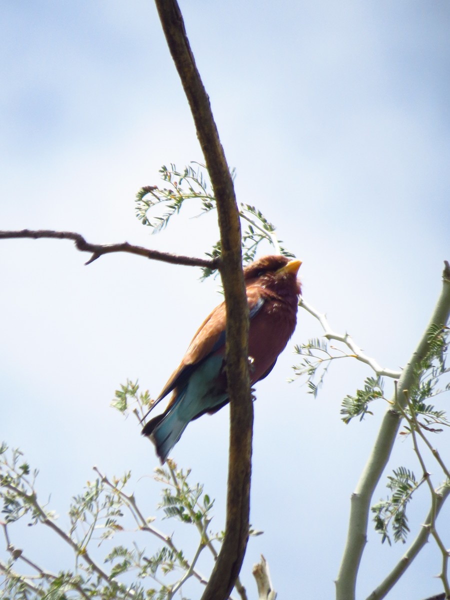 Broad-billed Roller - ML640161772