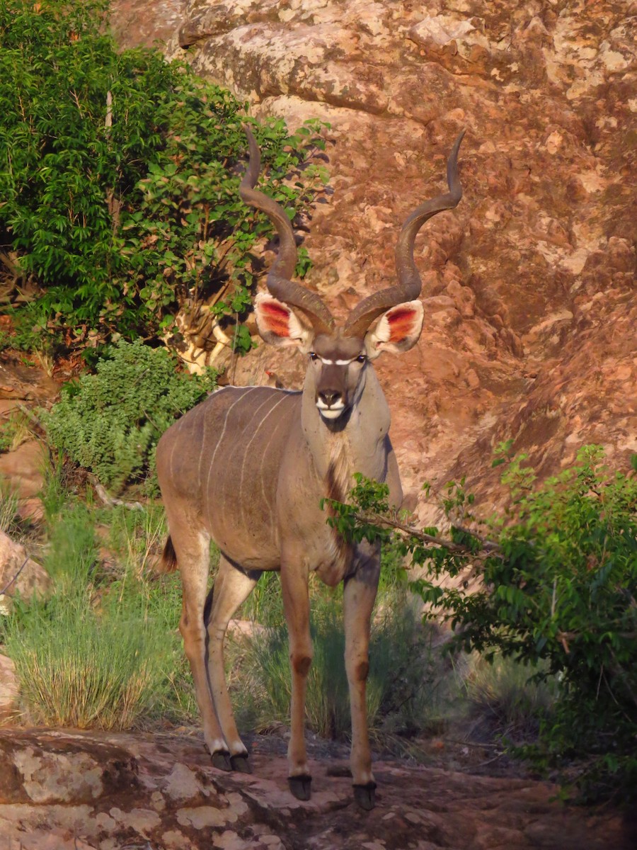 Southern Greater Kudu - ML640161789