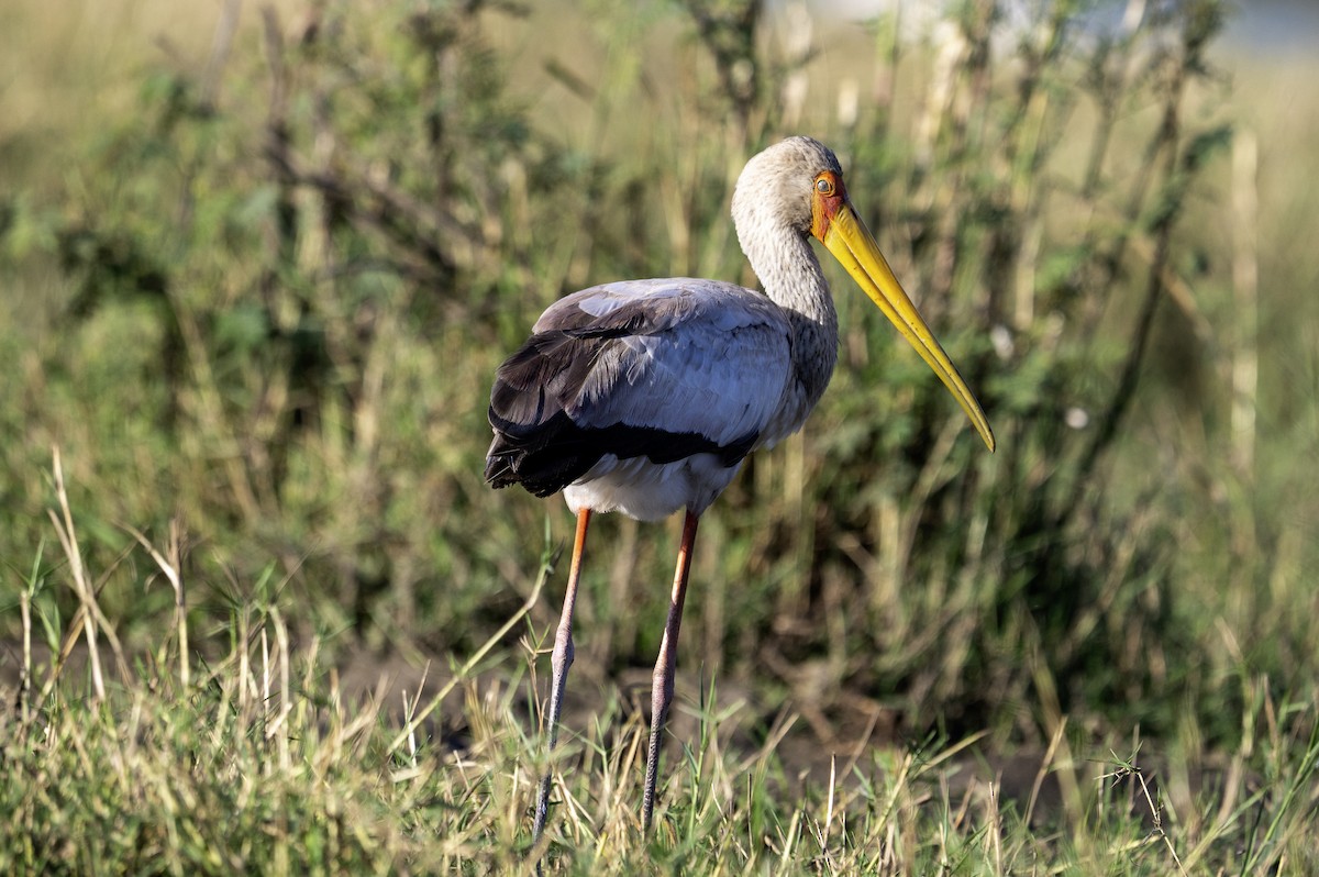 Yellow-billed Stork - ML640161795