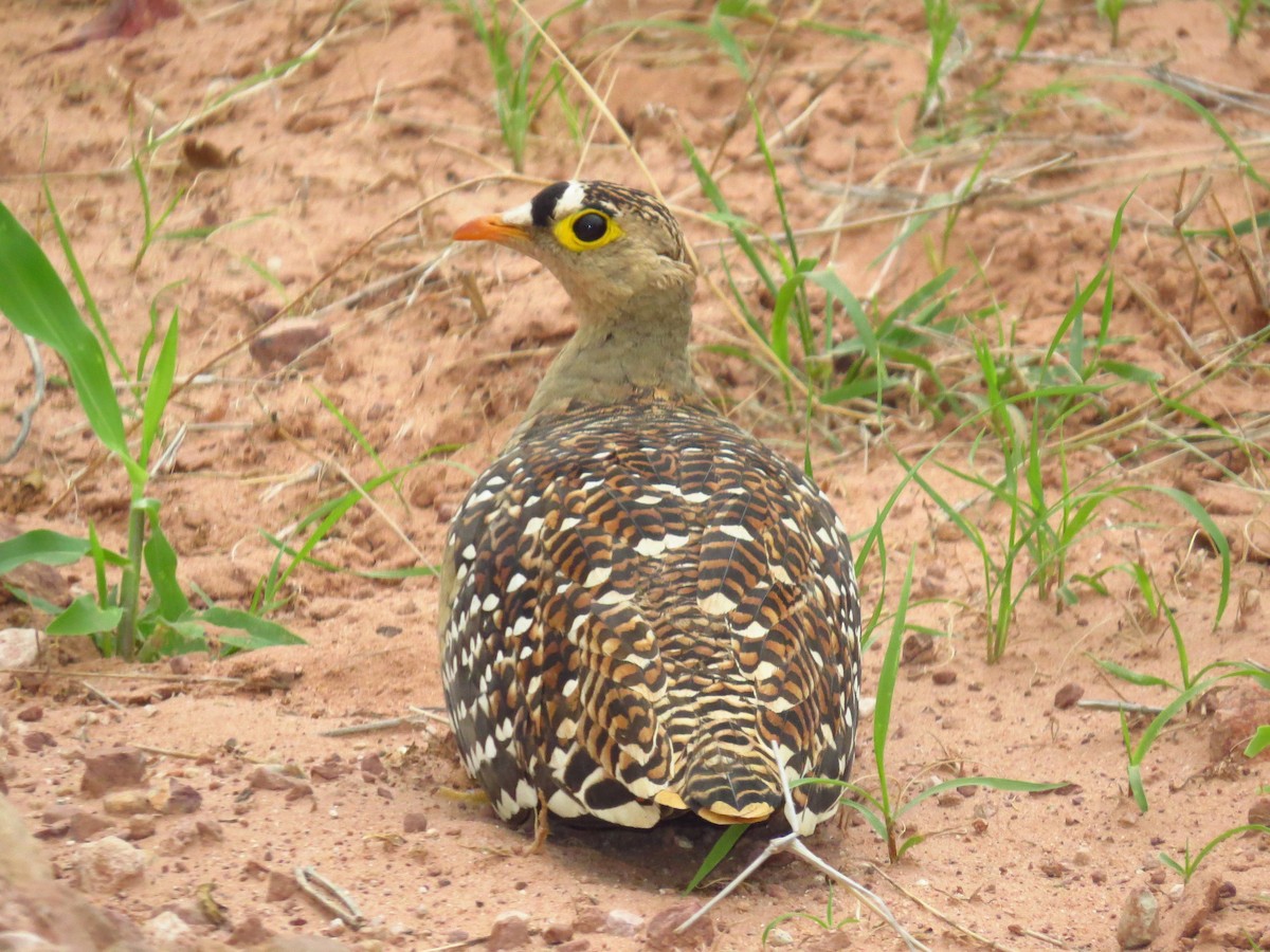 Double-banded Sandgrouse - ML640161824