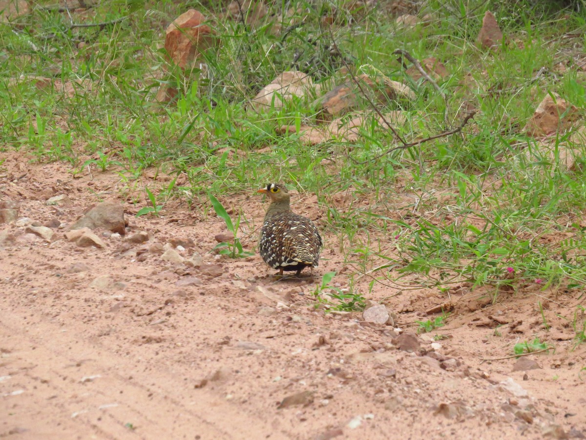 Double-banded Sandgrouse - ML640161825