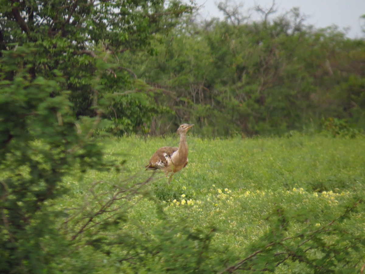 Kori Bustard - ML640161858