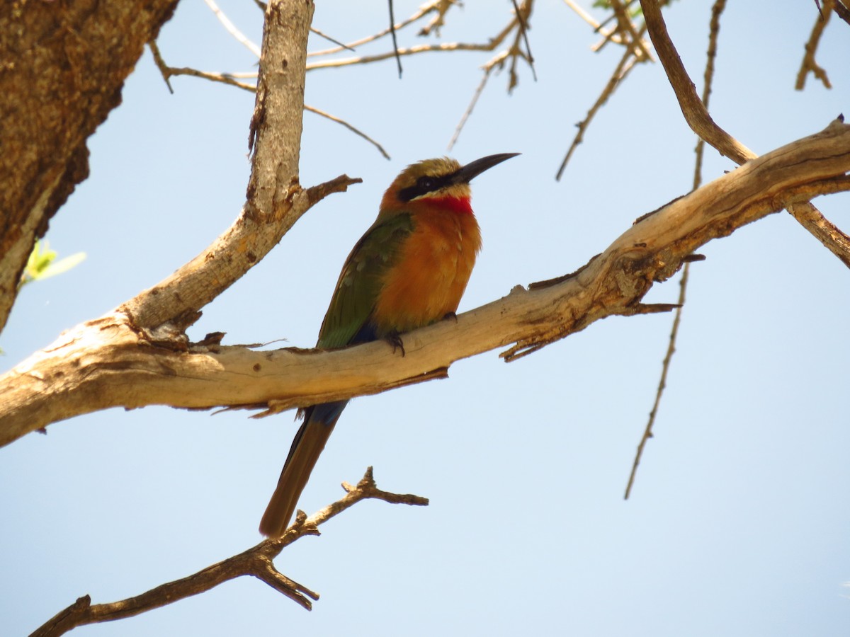 White-fronted Bee-eater - ML640161886