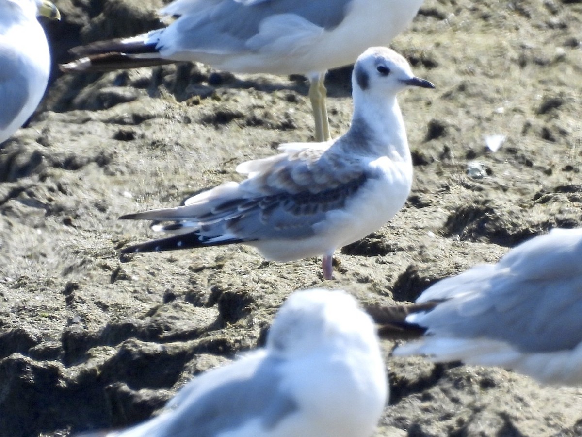 Bonaparte's Gull - ML640161891
