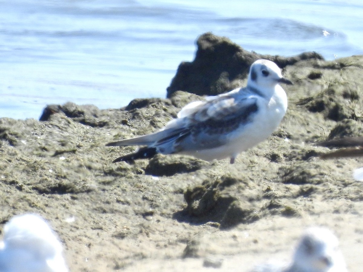 Bonaparte's Gull - ML640161892