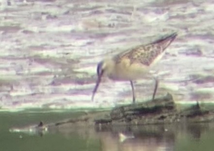 Stilt Sandpiper - ML640161923