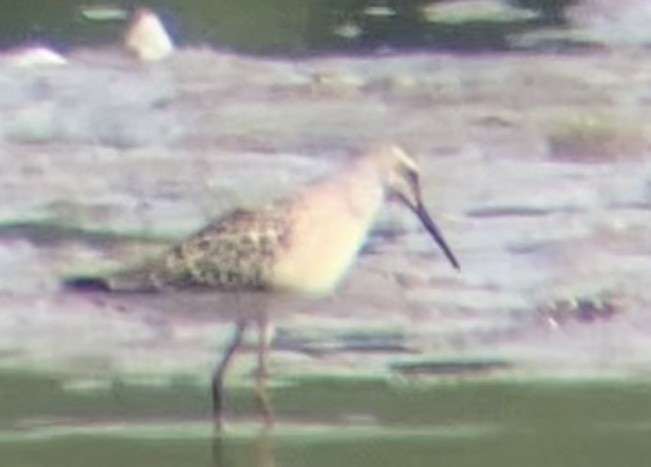 Stilt Sandpiper - ML640161924