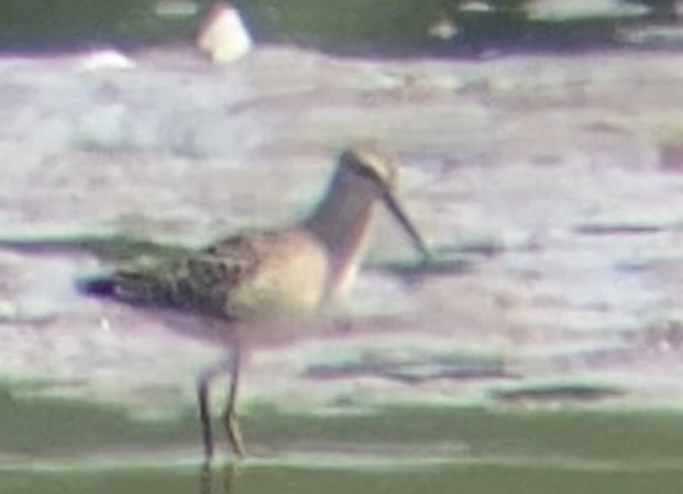 Stilt Sandpiper - ML640161925