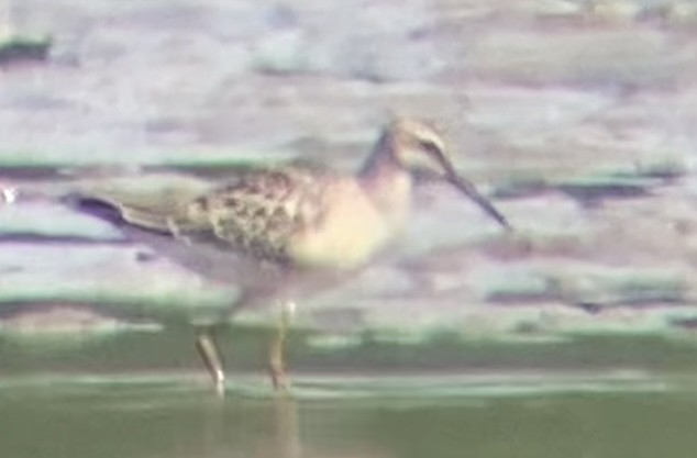 Stilt Sandpiper - ML640161926