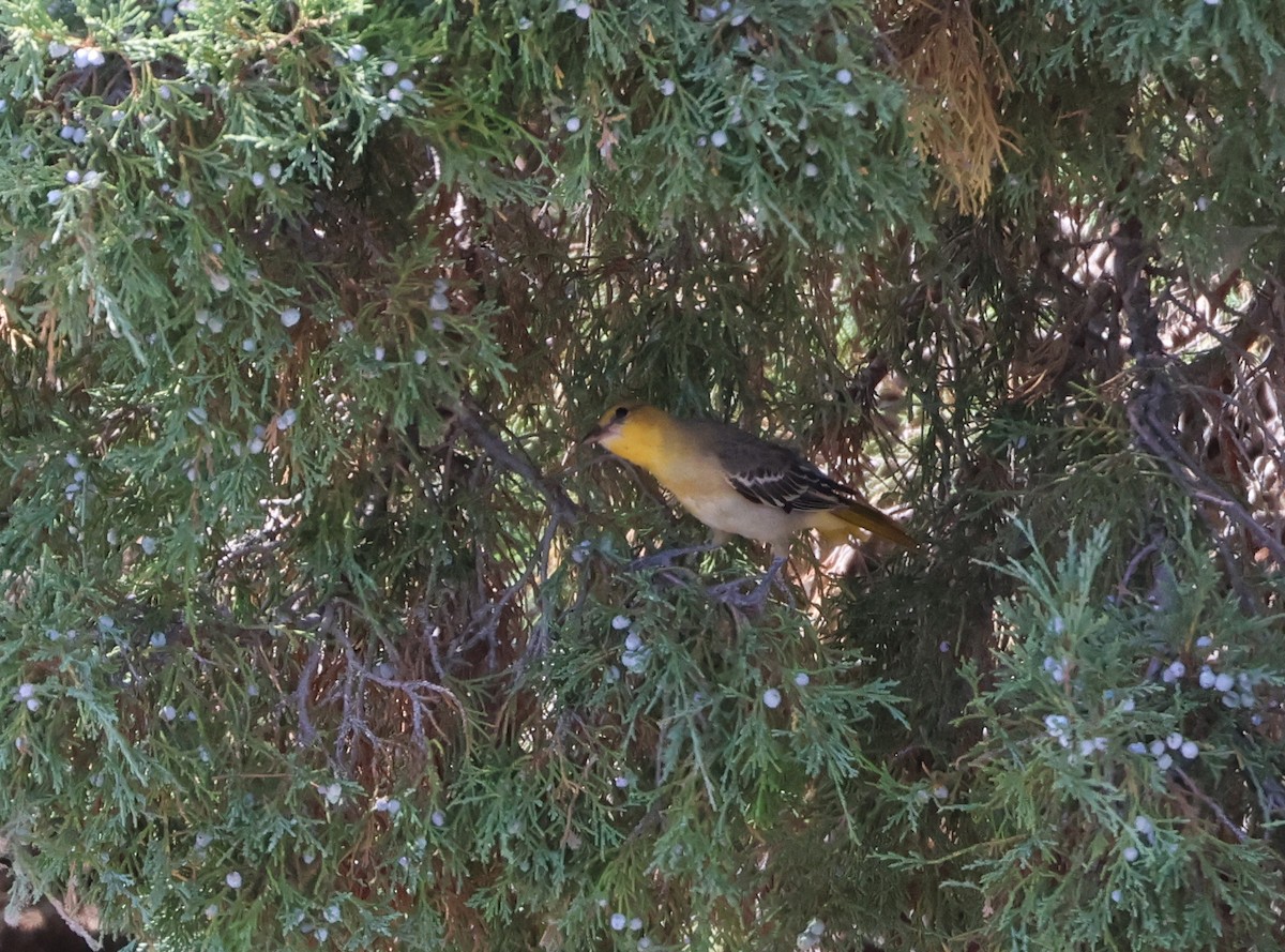 Bullock Turpiyalı - ML640161956