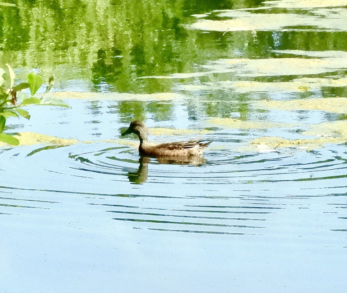 American Wigeon - ML640161961
