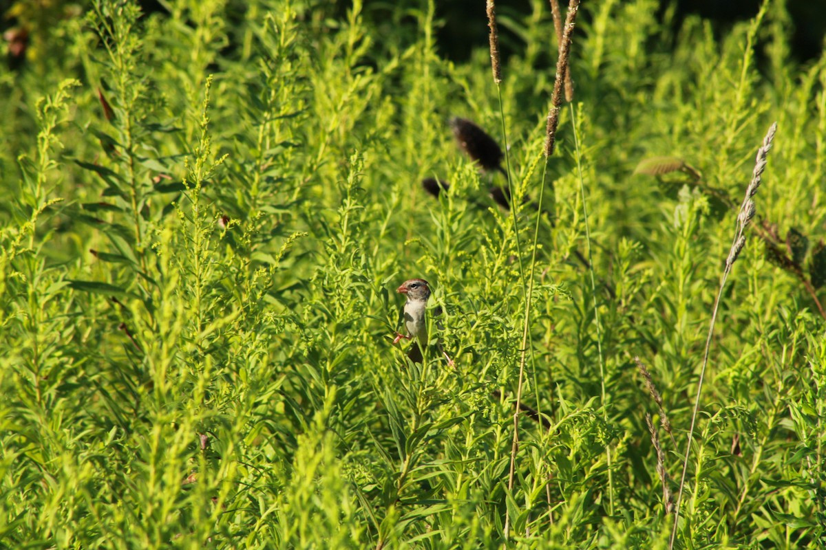 Field Sparrow - ML640161967
