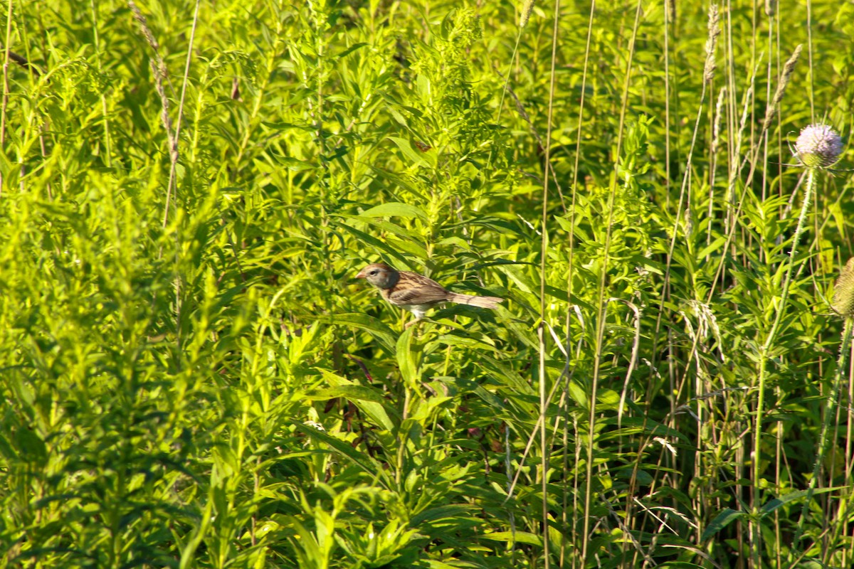 Field Sparrow - ML640161982