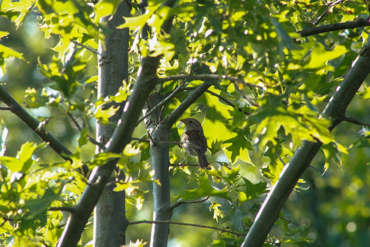Field Sparrow - ML640161993