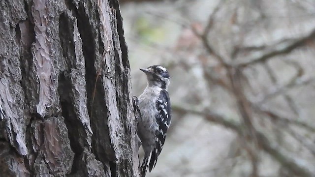 Downy Woodpecker - ML640161995