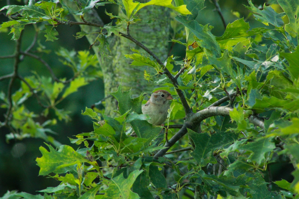 Field Sparrow - ML640161997
