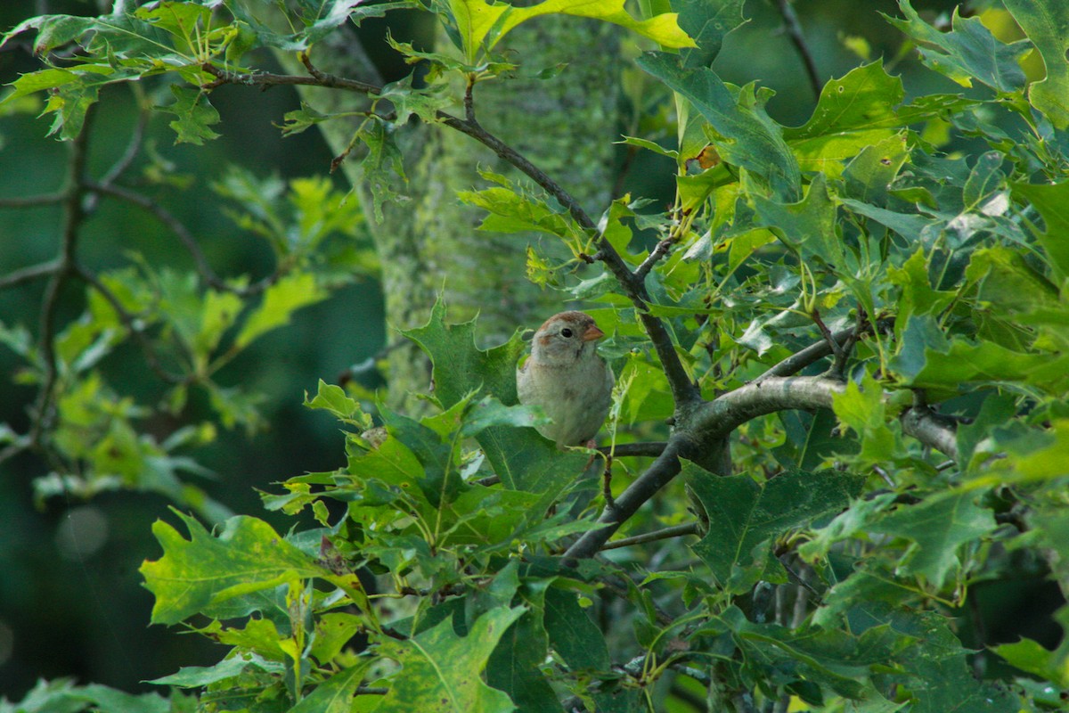 Field Sparrow - ML640161998