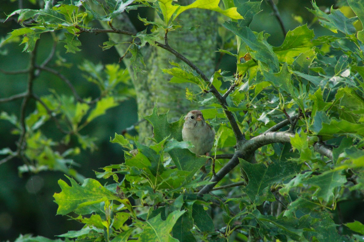Field Sparrow - ML640161999