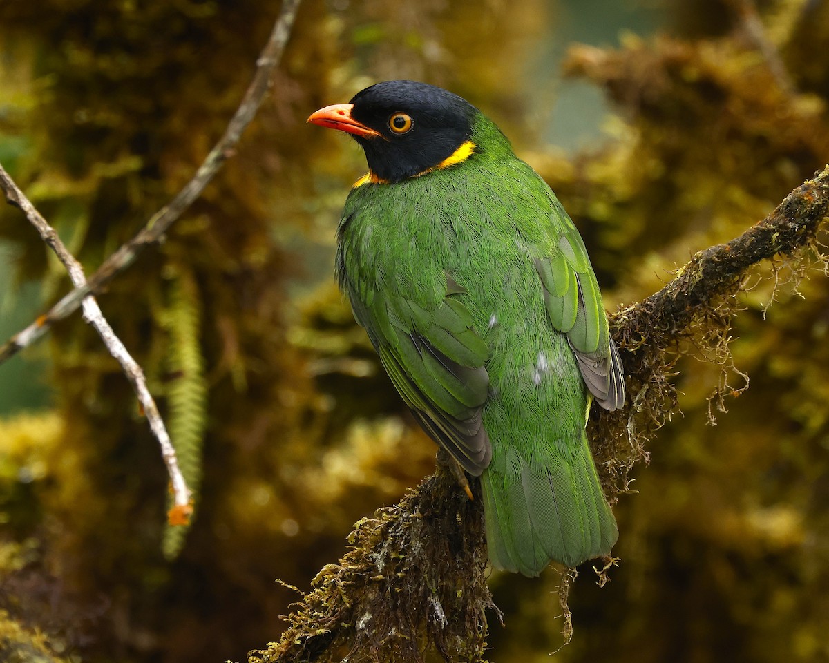 Orange-breasted Fruiteater - John Mills