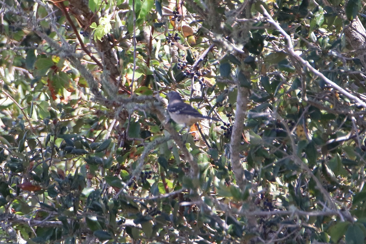 Northern Mockingbird - ML640162026