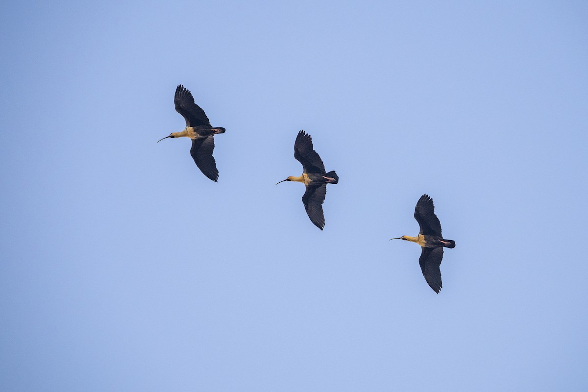 Black-faced Ibis - ML640162030
