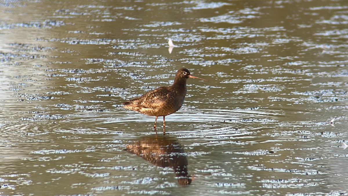 Spotted Redshank - ML640162083