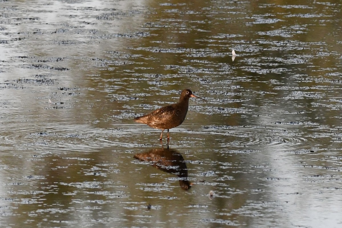 Spotted Redshank - ML640162084