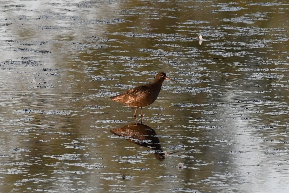 Spotted Redshank - ML640162085