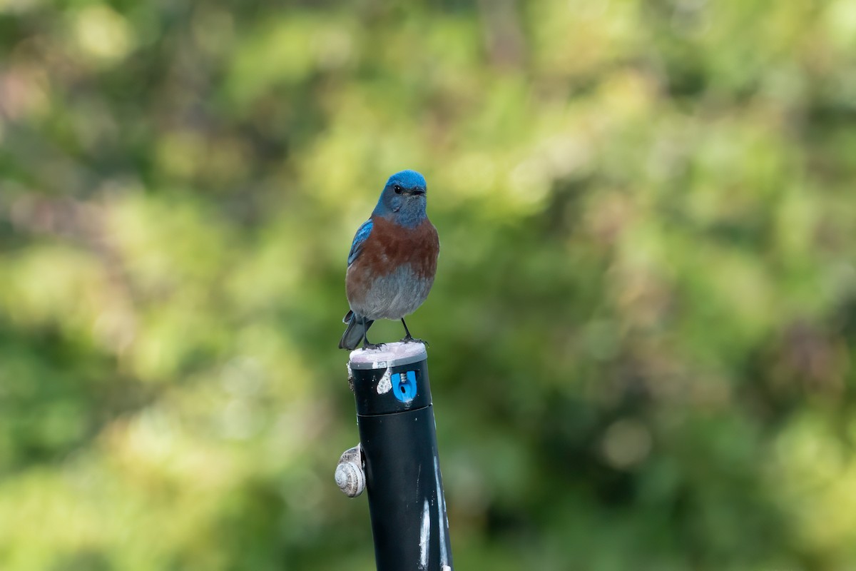 Western Bluebird - ML640162118