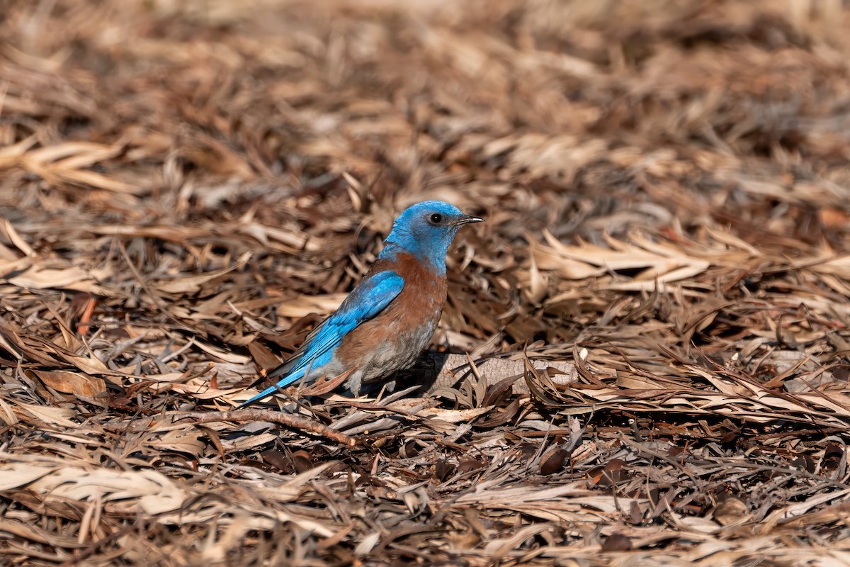 Western Bluebird - ML640162122