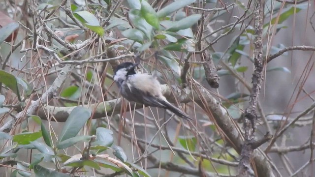 Carolina Chickadee - ML640162127