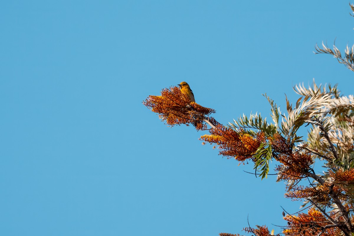 Hooded Oriole - ML640162148