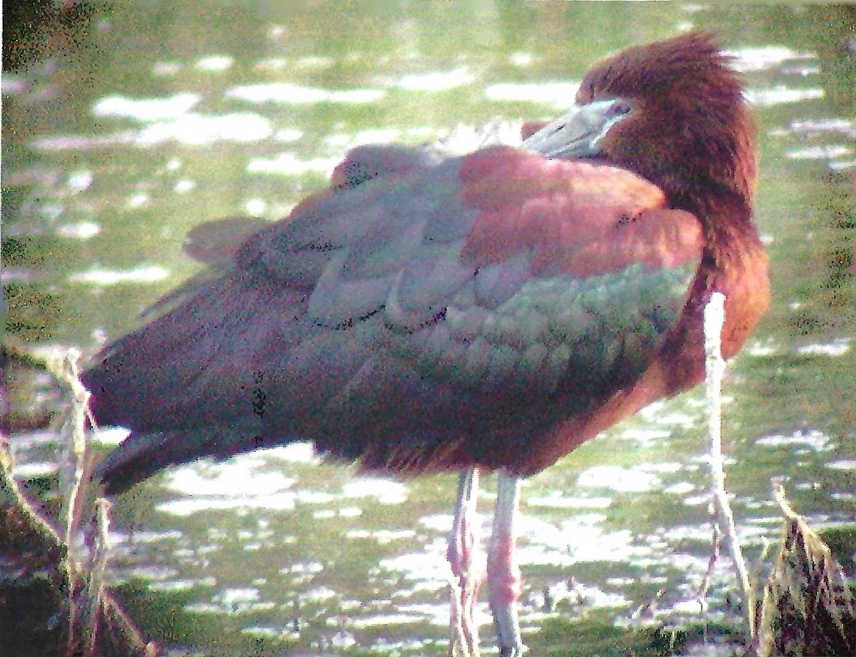 Glossy Ibis - ML640162152