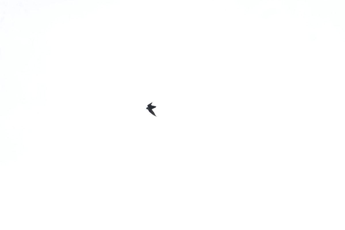 White-collared Swift - ML640162160