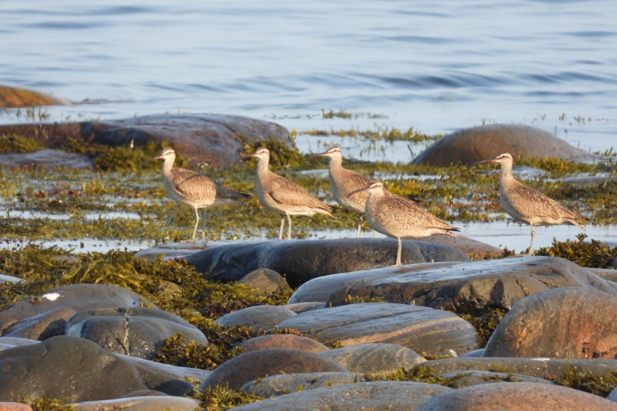 Whimbrel (Hudsonian) - ML640162162