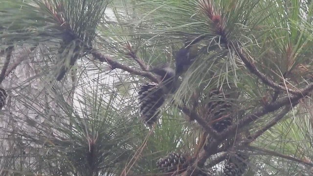 Brown-headed Nuthatch - ML640162220