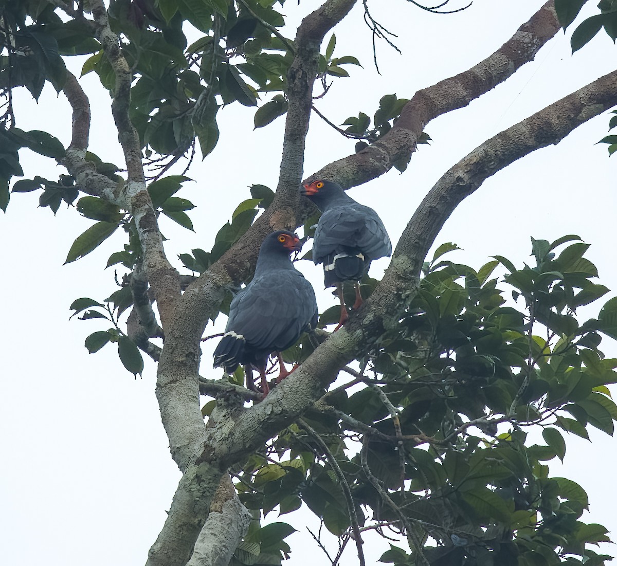 Slate-colored Hawk - ML640162344