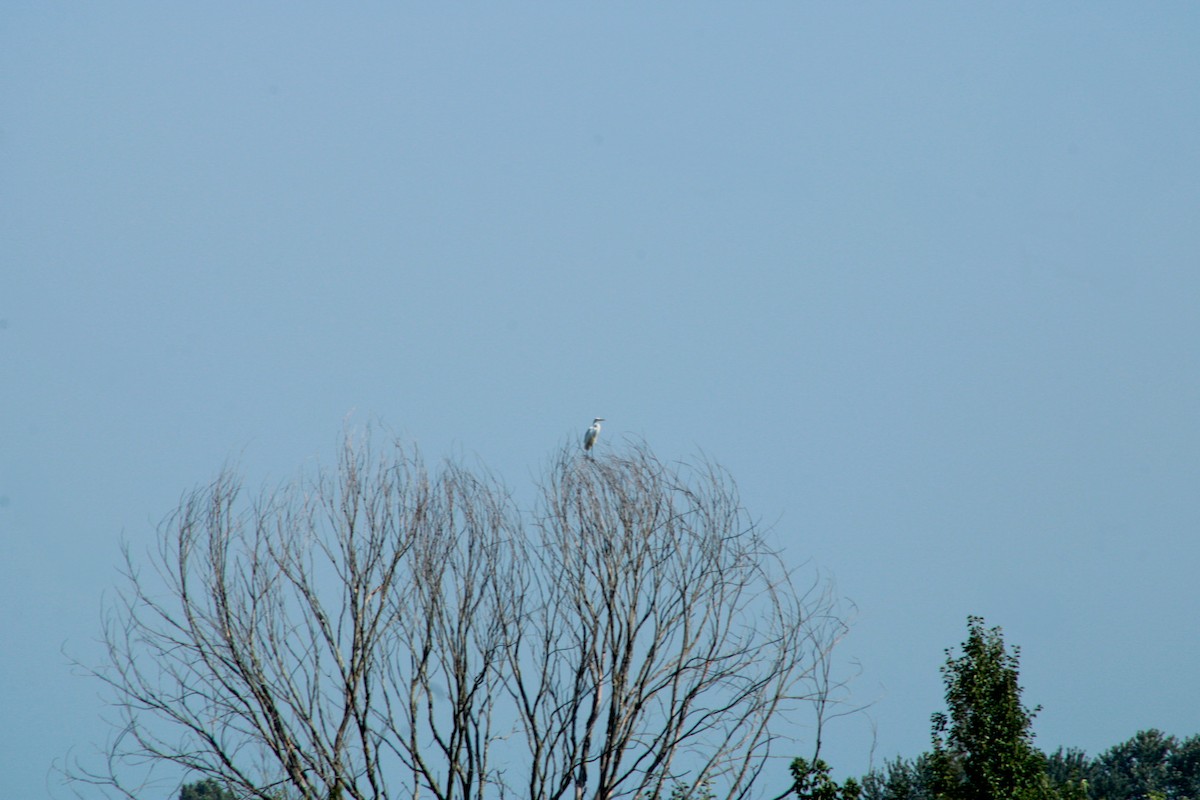 Great Egret - ML640162377