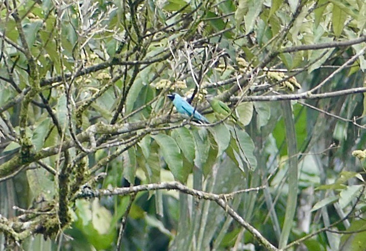 Swallow Tanager - ML640162394