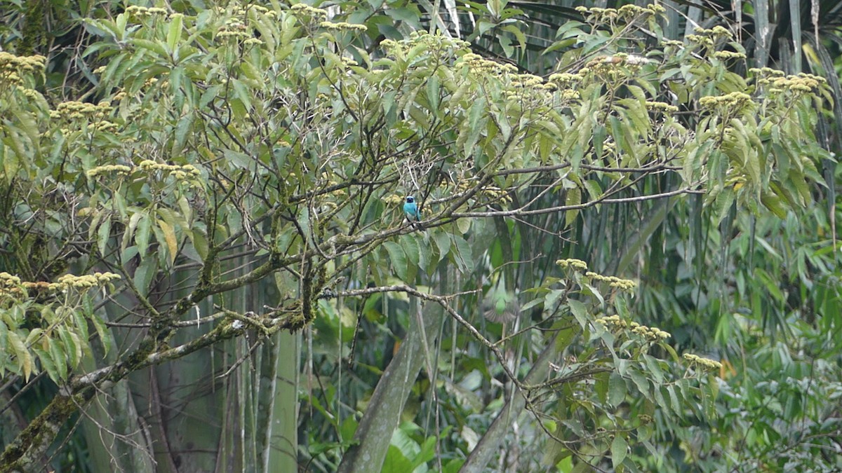 Swallow Tanager - ML640162407