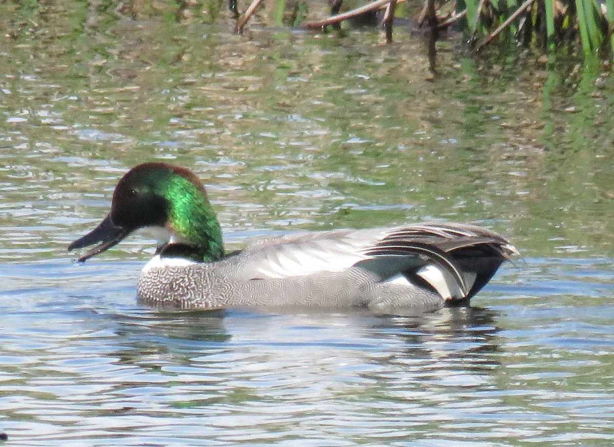Falcated Duck - ML640162441